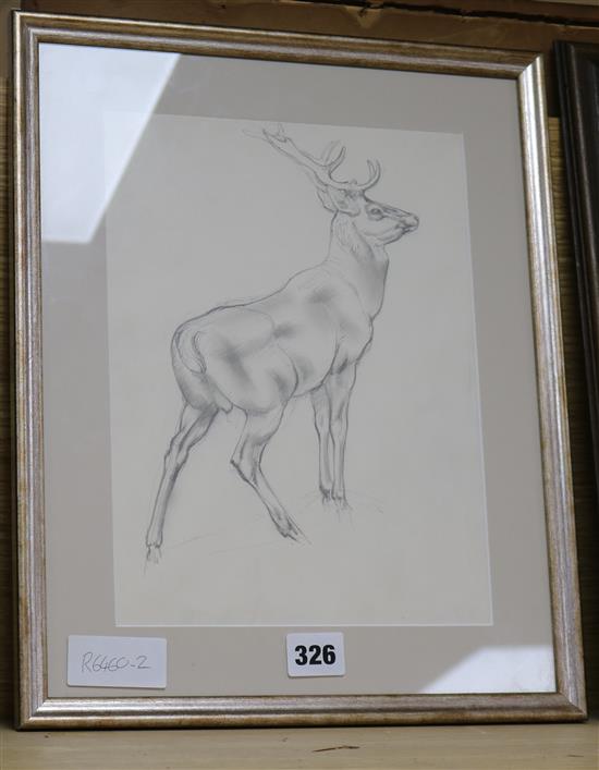 Charles Tunnicliffe (1901-1979), pencil drawing, Stag sniffing breeze, Abbott & Holder label verso, 27 x 20cm